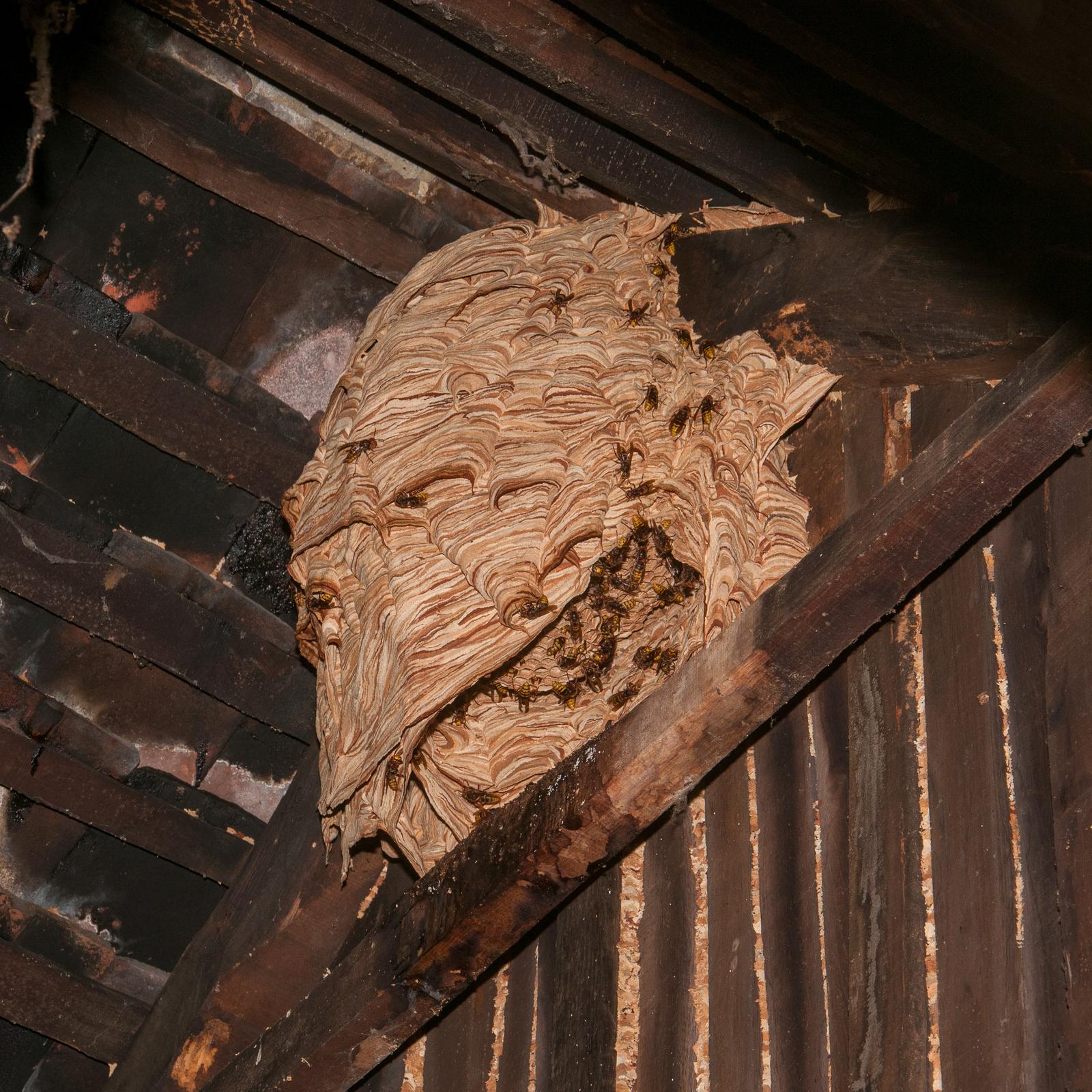 Hornet's nest - a dangerous pest on the roof of the house
